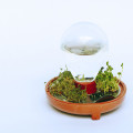 Sprossenglas-Set – 2 Stück, Mit Edelstahldeckel, Für Microgreens & Keimlinge (ohne Samen)