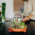 Sprossenglas-Set – 2 Stück, Mit Edelstahldeckel, Für Microgreens & Keimlinge (ohne Samen)